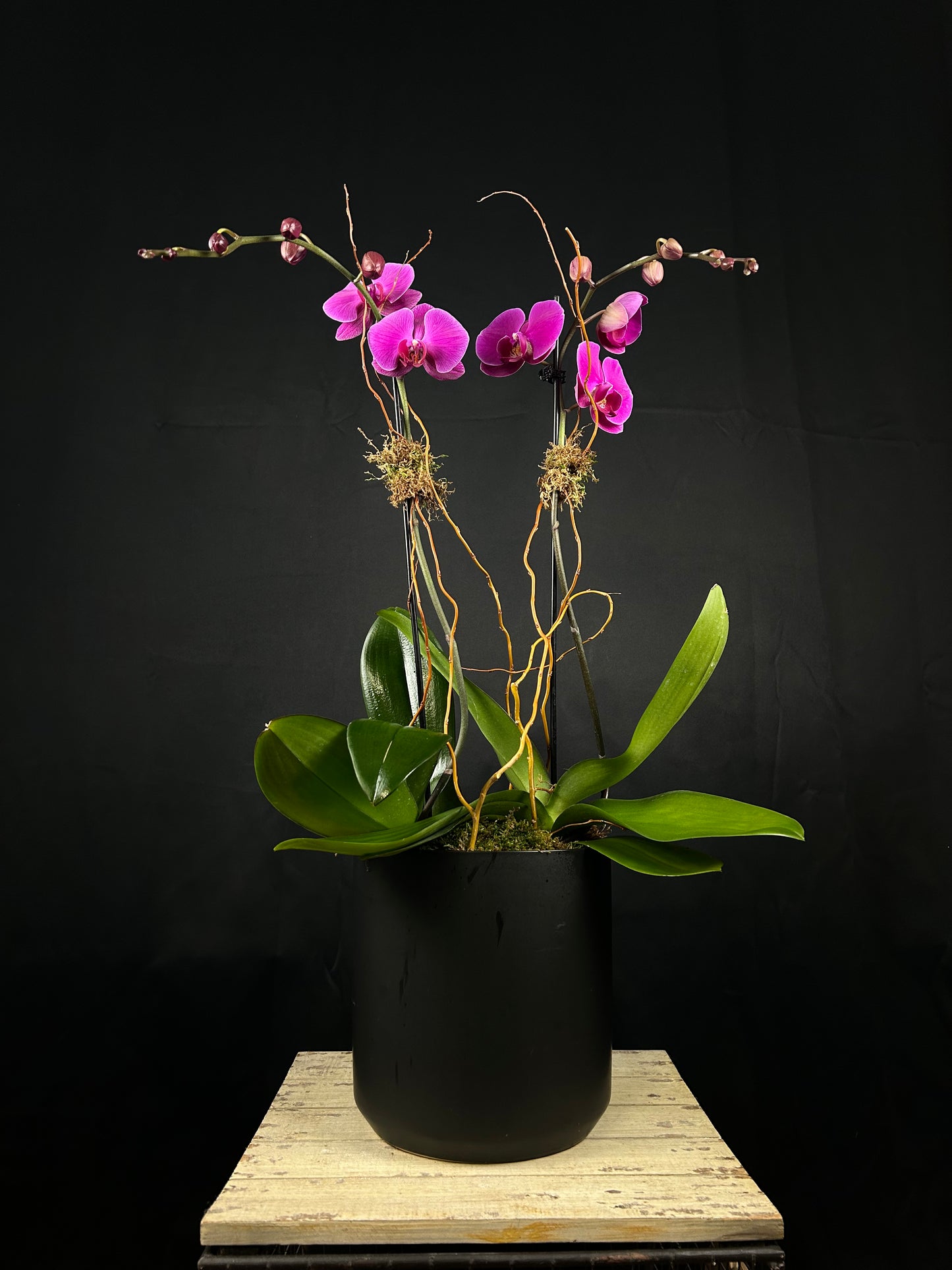Violet Veil