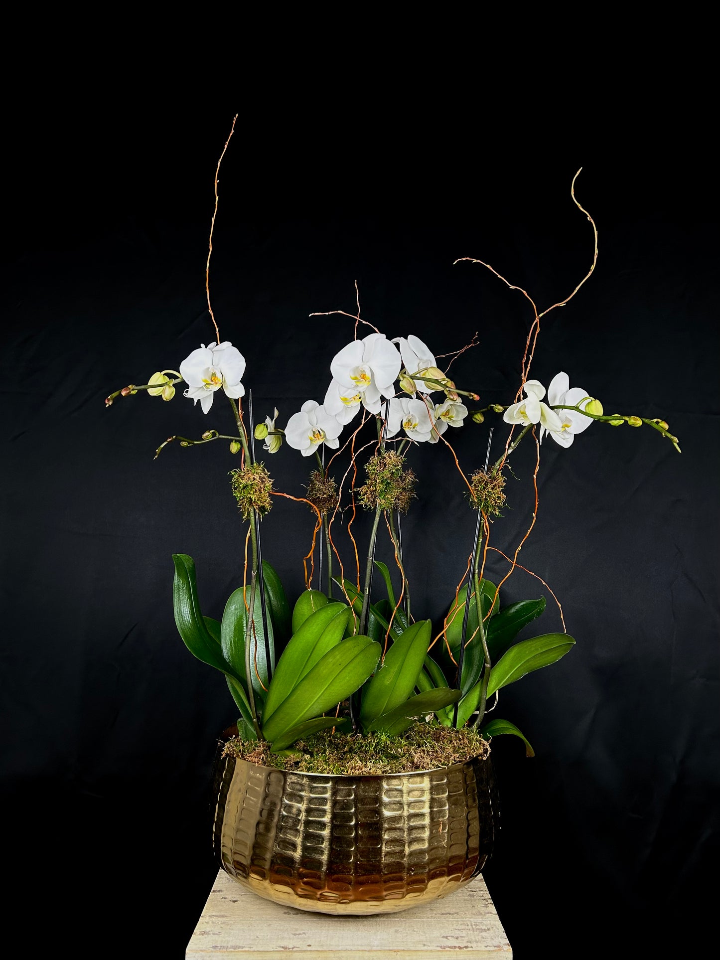 White Angel Garden