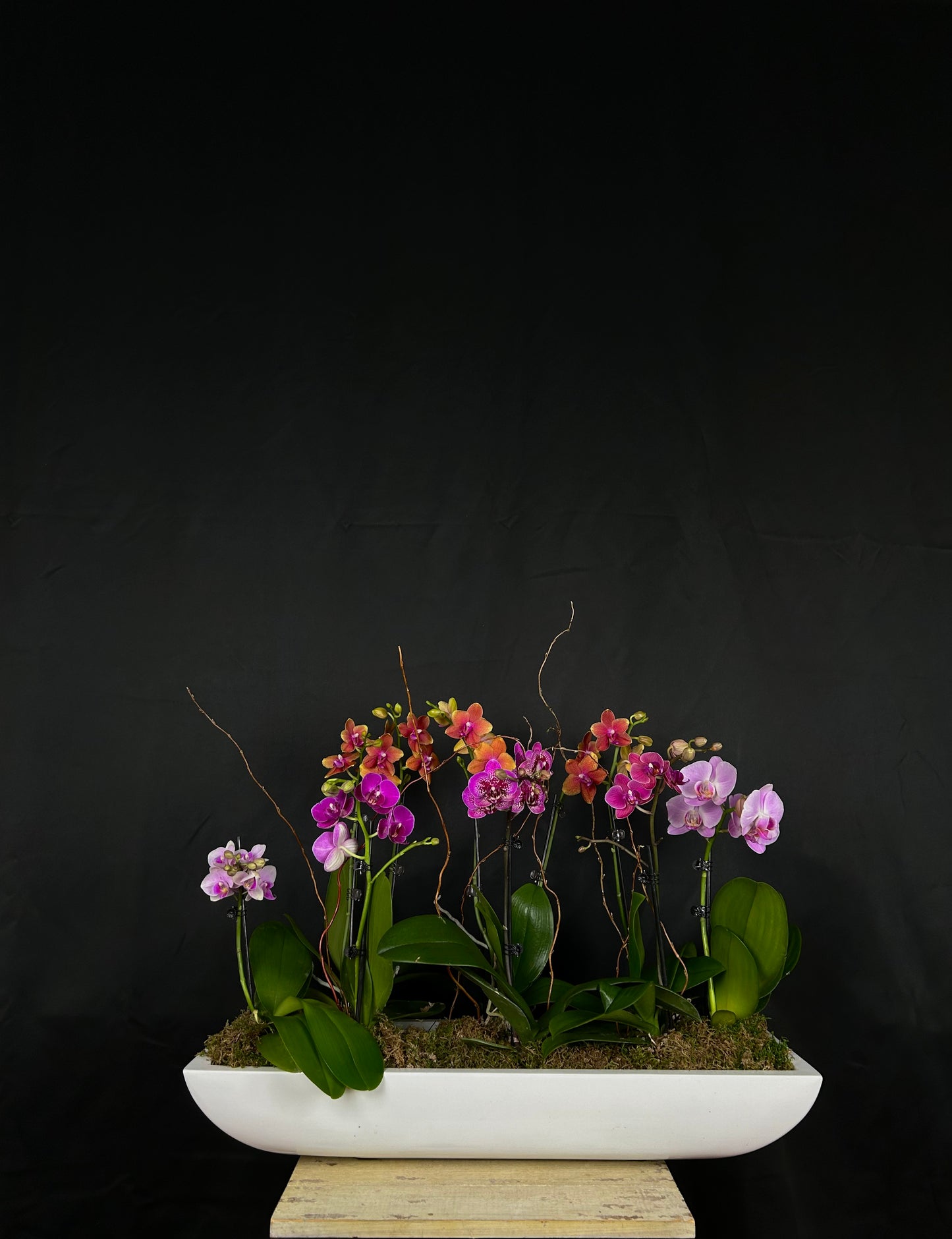 Clementine Coastal Mini Garden