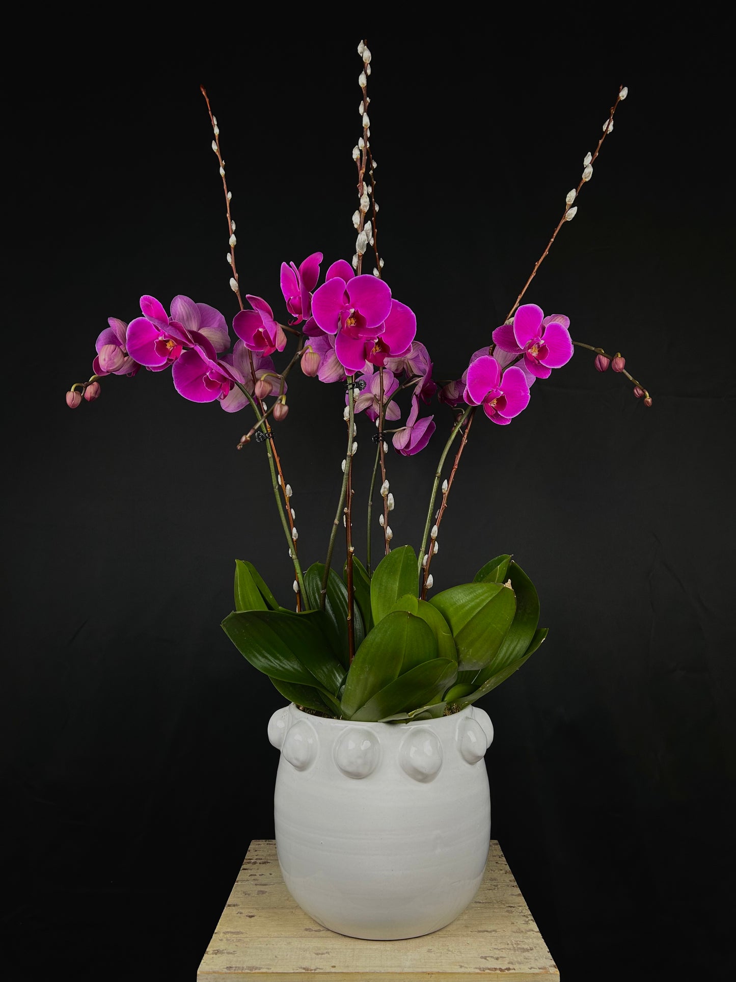 Purple Rain Orchid