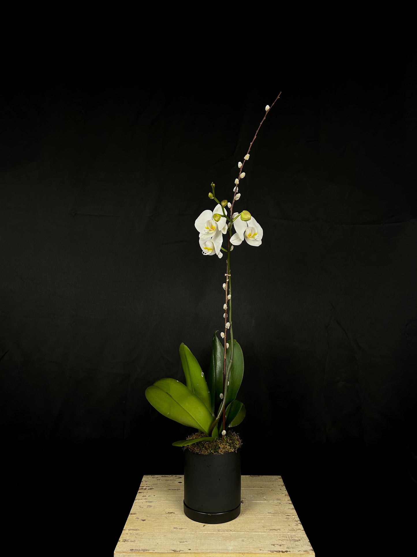 Arctic Bloom
