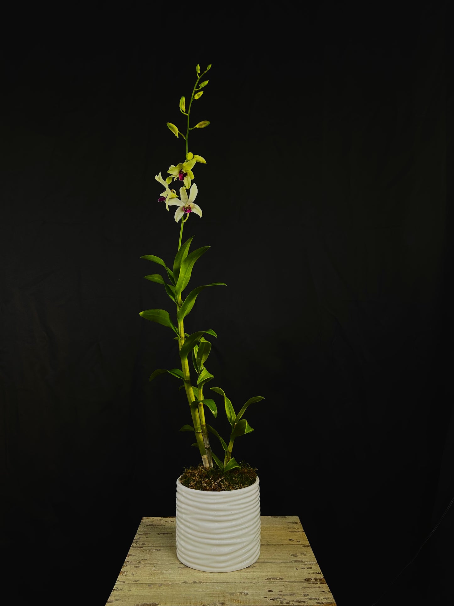 Dendrobium Delight
