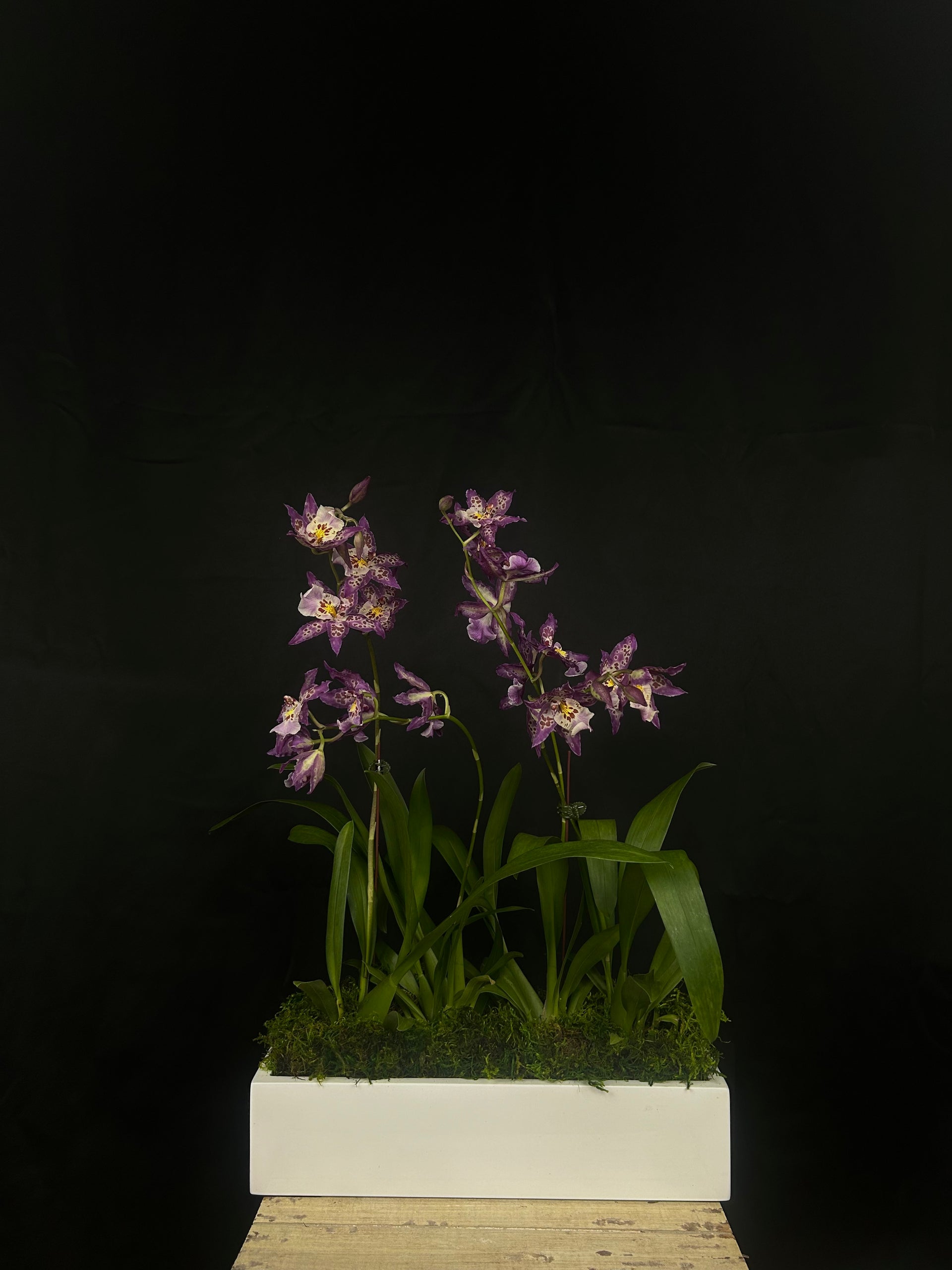 lavender haze plant Lavender Haze – Only Orchids