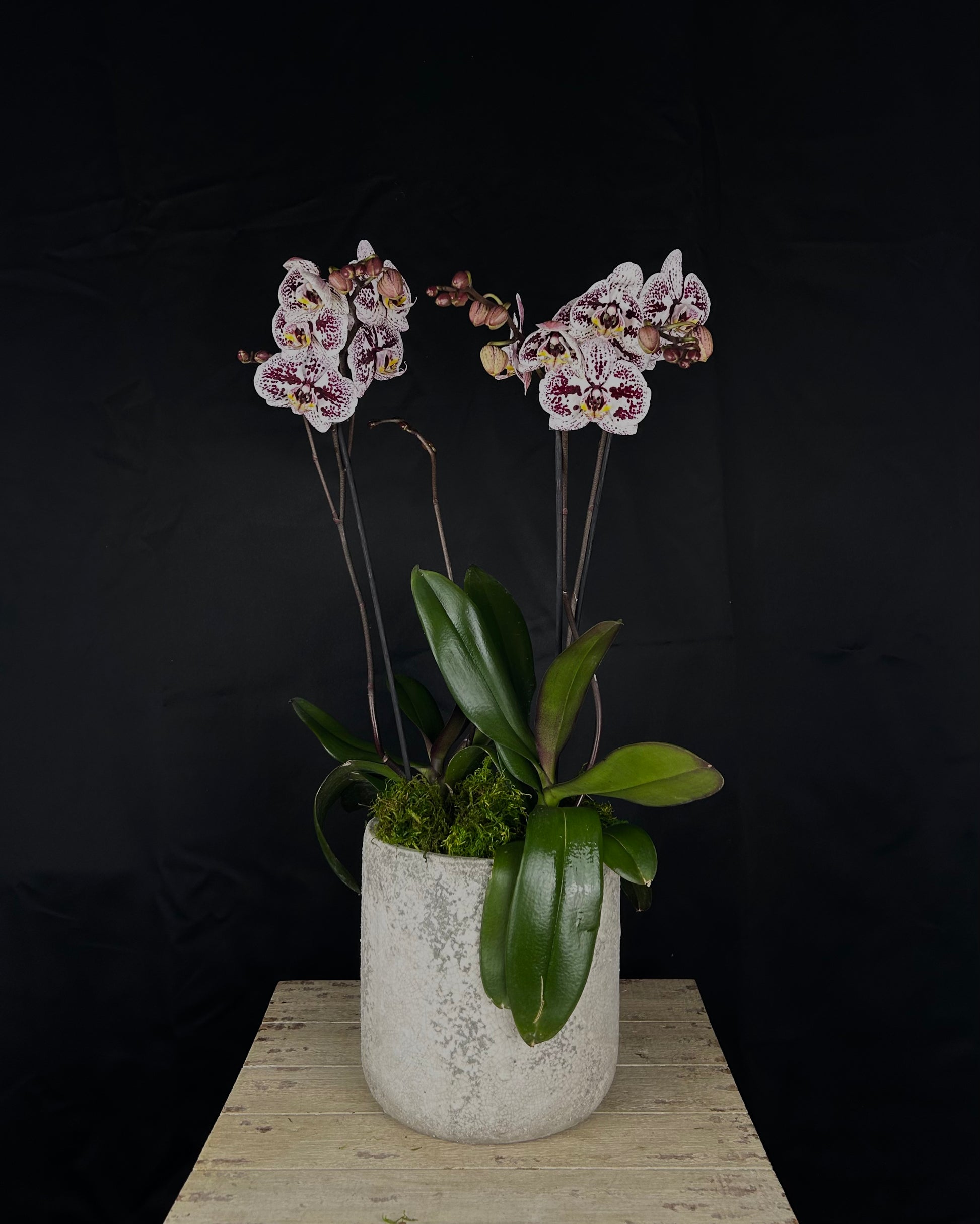 dalmatian plant pot Dalmatian Bliss – Only Orchids